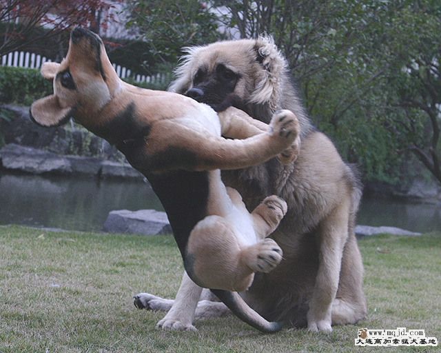 20100117_d75488da8c69daf513d04ff6cy10xFCH.jpg