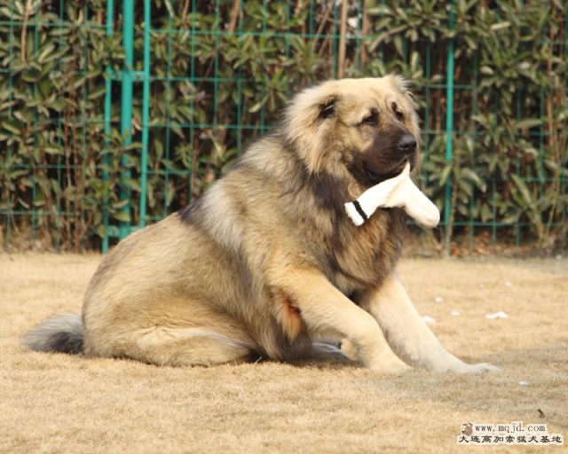 20110121_778d_031_D1.JPG