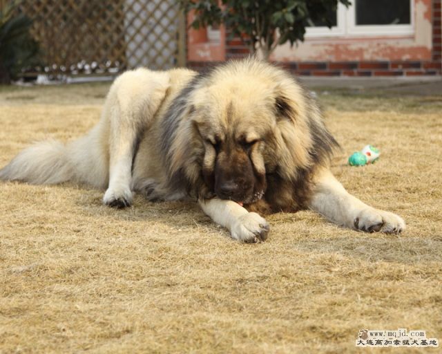 20110121_778d_066_D1.JPG