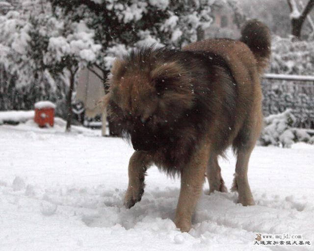 20110121_776d_028_D1.JPG