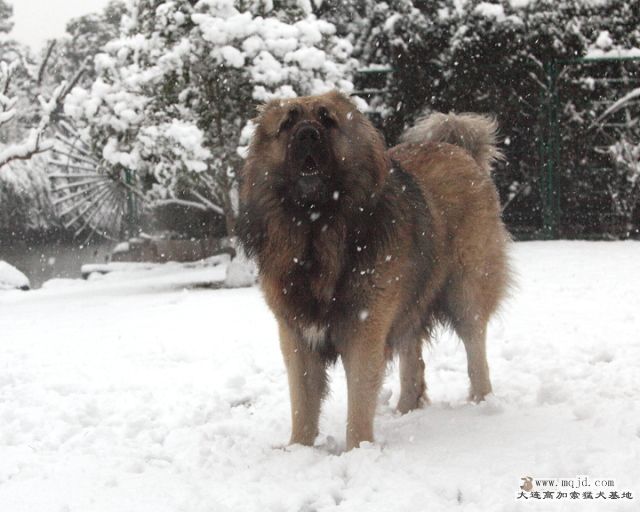 20110121_776d_039_D1.JPG