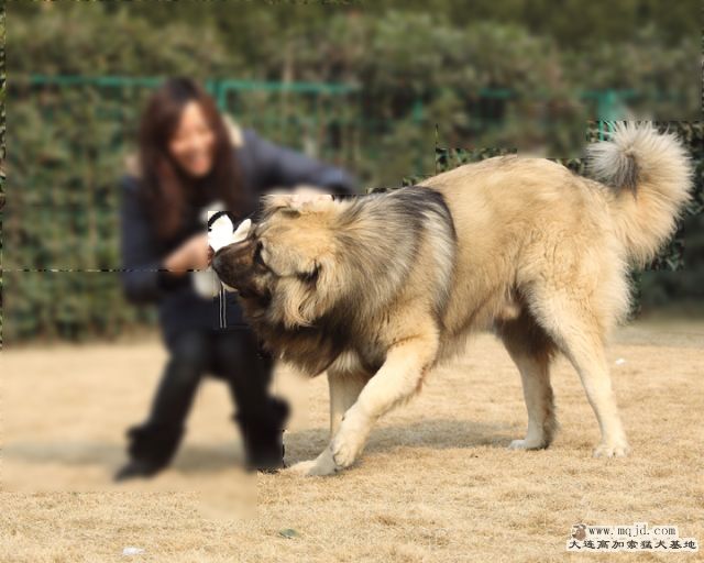 20110121_778d_036_D1.JPG