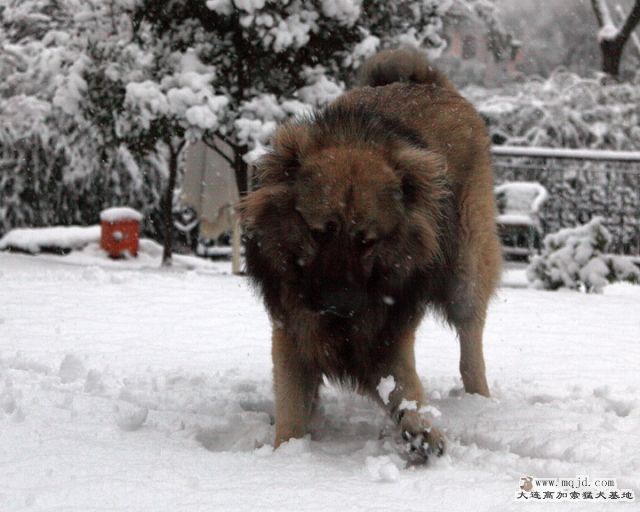 20110121_776d_027_D1.JPG