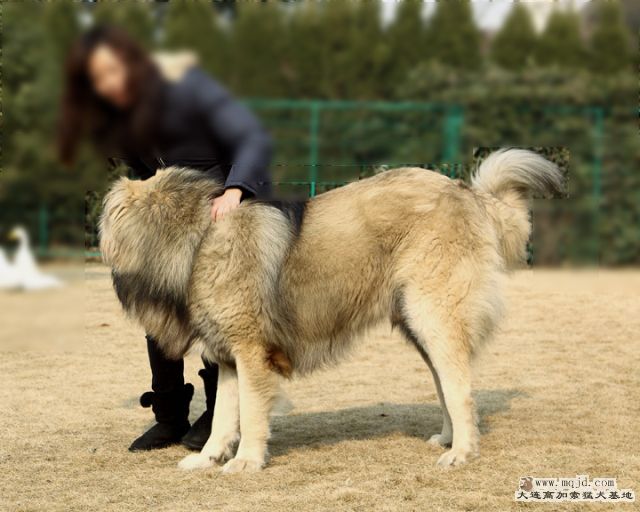 20110121_778d_033_D1.JPG
