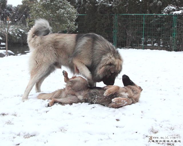 20110121_778d_014_D1.JPG
