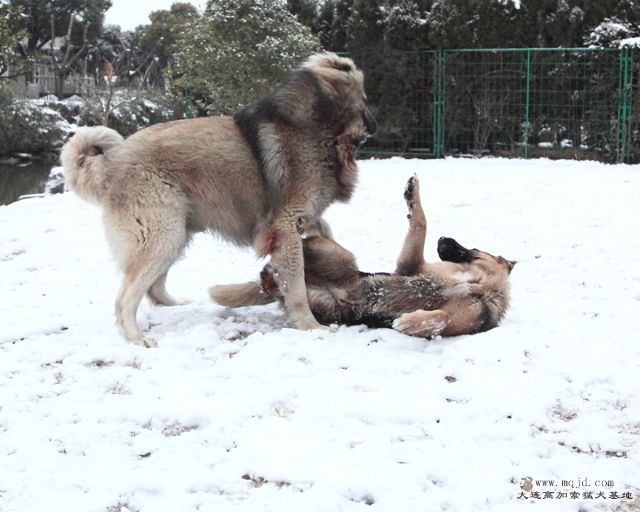 20110121_778d_012_D1.JPG