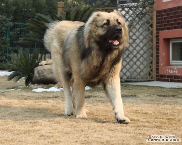 20110121_778d_043_D1.JPG