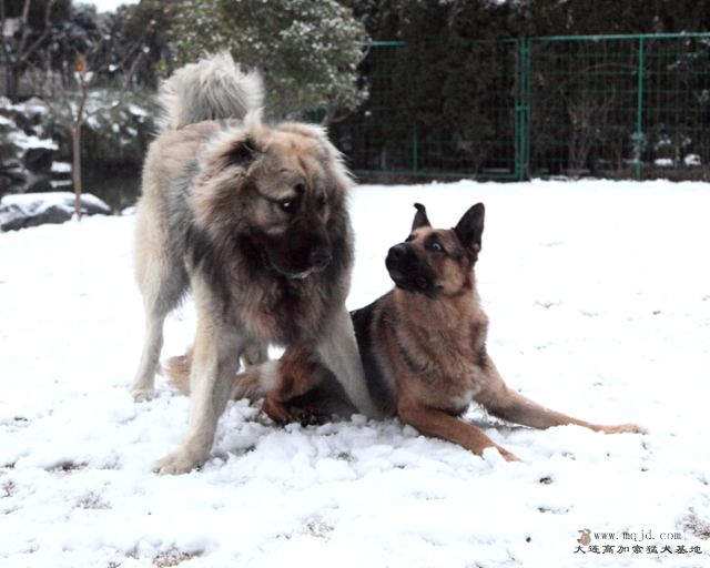 20110121_778d_016_D1.JPG