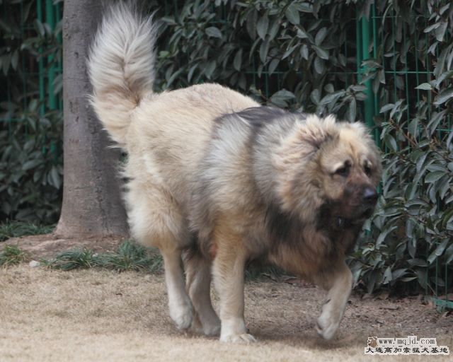 201110305_817d_2.7m_005_D1.JPG