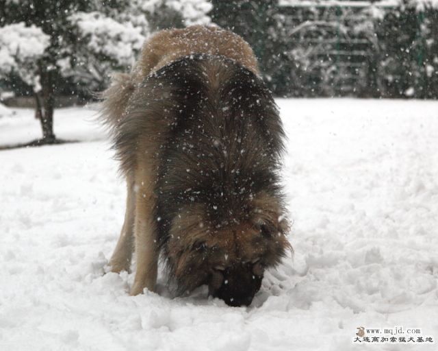 20110121_776d_059_D1.JPG