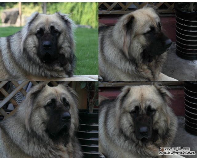 20101006_669d4heads_D1.JPG