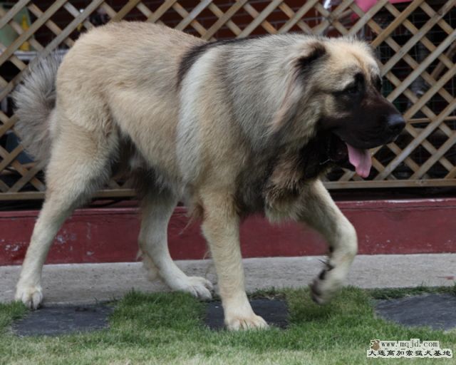 201008028_636d012_D1.JPG