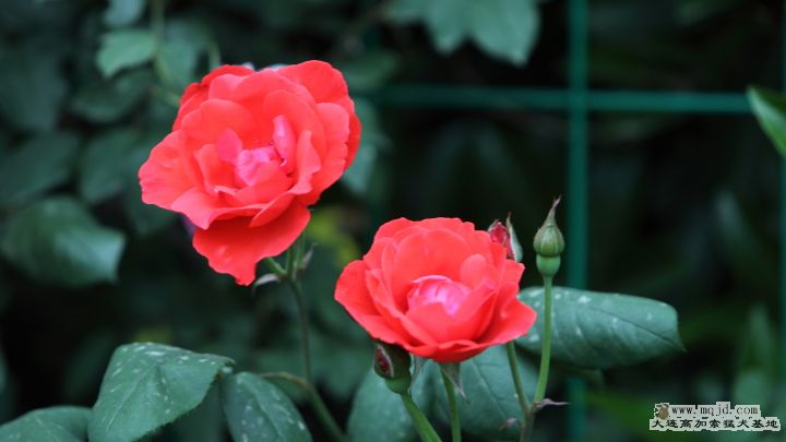 20110508_BOG_047_HD.JPG