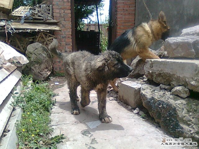 Ƭ0263.jpg