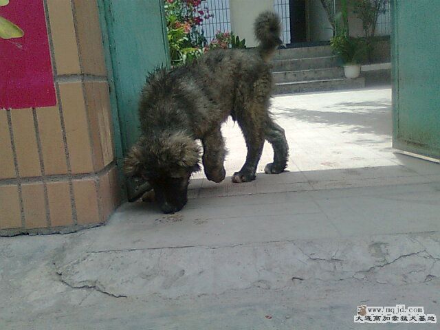 Ƭ0266.jpg