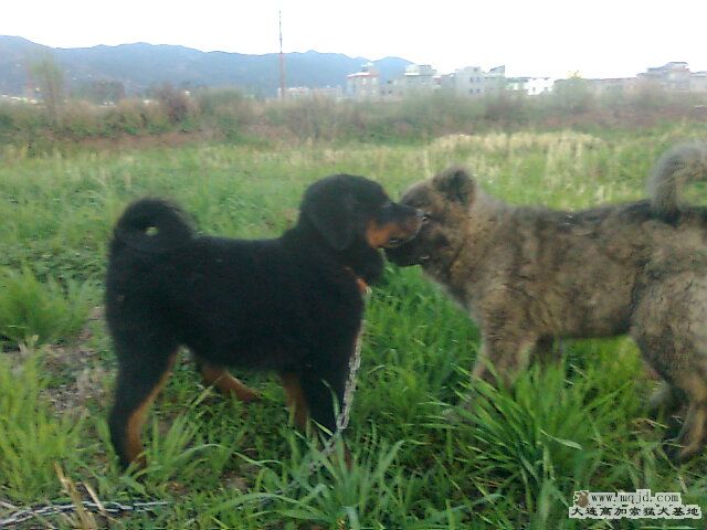 Ƭ0219.jpg