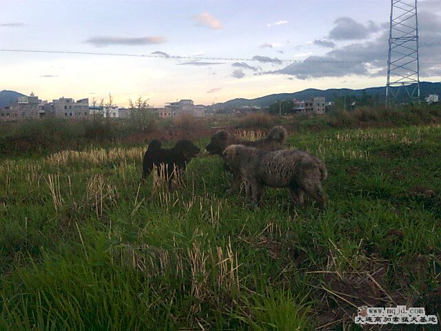 Ƭ0220.jpg