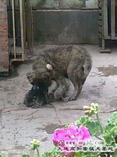 Ƭ0271_001.jpg