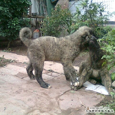 Ƭ0274_001.jpg
