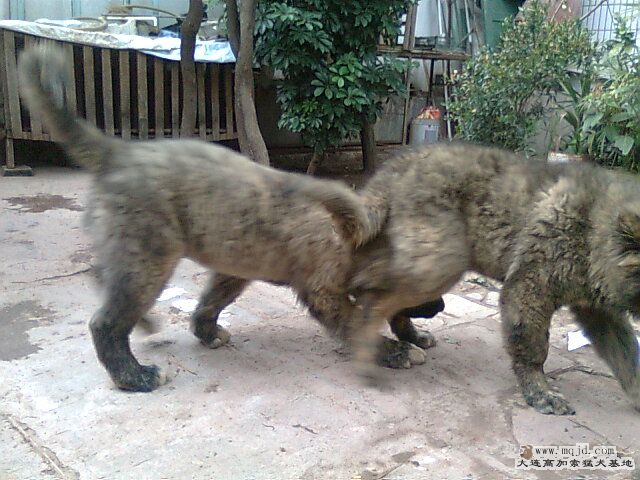 Ƭ0278.jpg