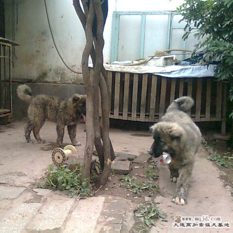 Ƭ0294_001.jpg