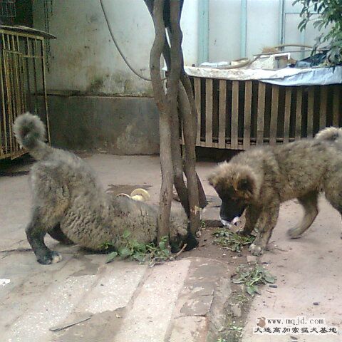 Ƭ0292_001.jpg