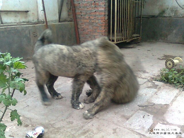 Ƭ0293.jpg