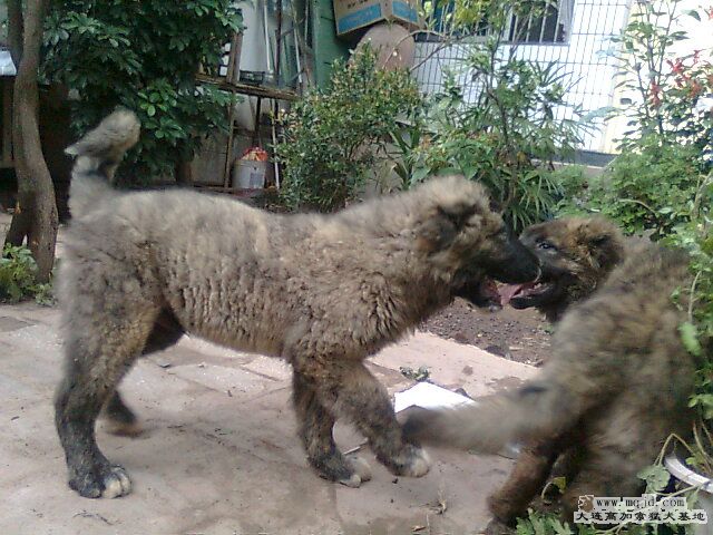 Ƭ0276.jpg