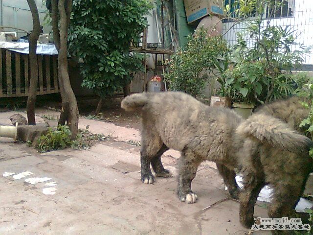 Ƭ0277.jpg