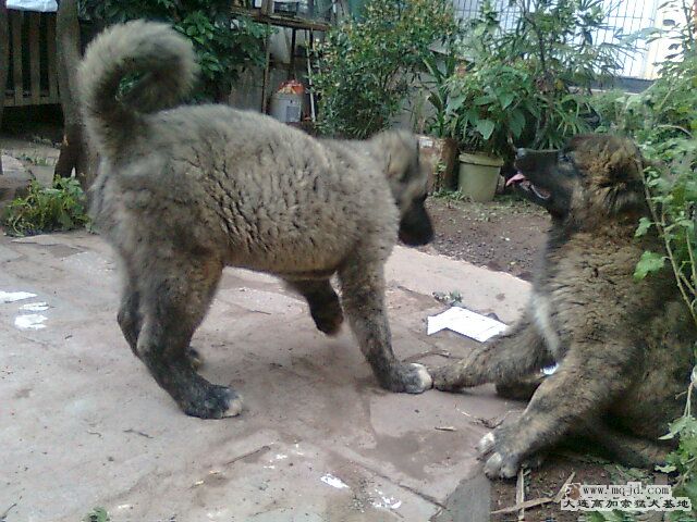 Ƭ0279.jpg