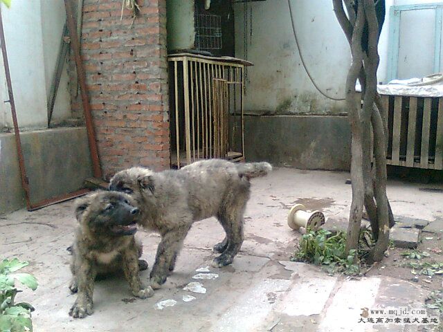 Ƭ0268.jpg