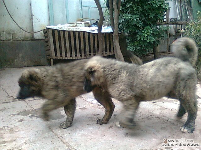 Ƭ0275.jpg