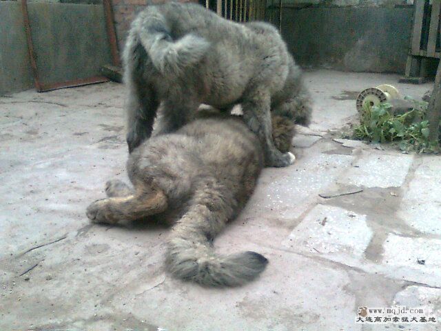 Ƭ0298.jpg