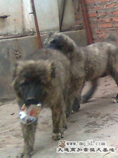 Ƭ0296_001.jpg