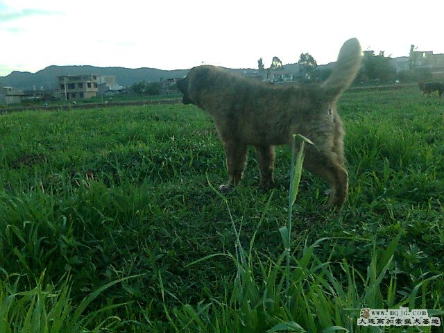 Ƭ0380.jpg