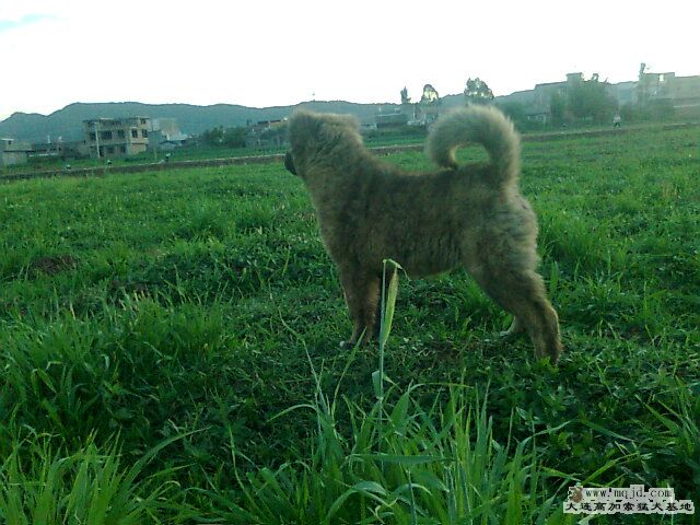 Ƭ0378.jpg