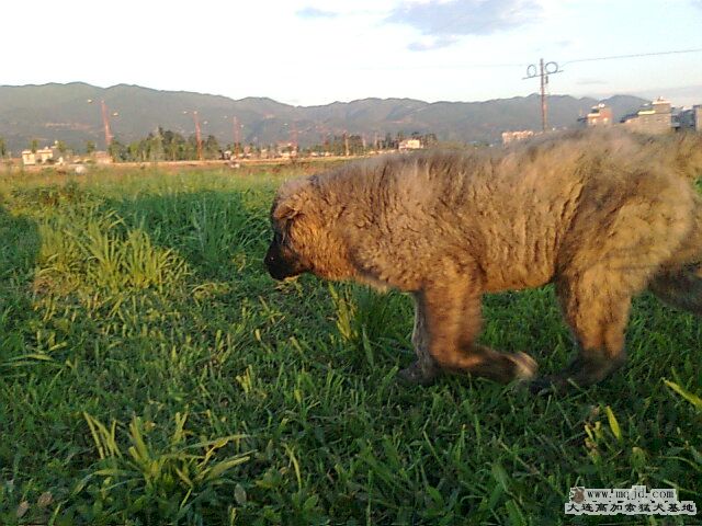 Ƭ0366.jpg