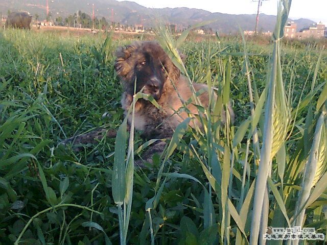 Ƭ0362.jpg