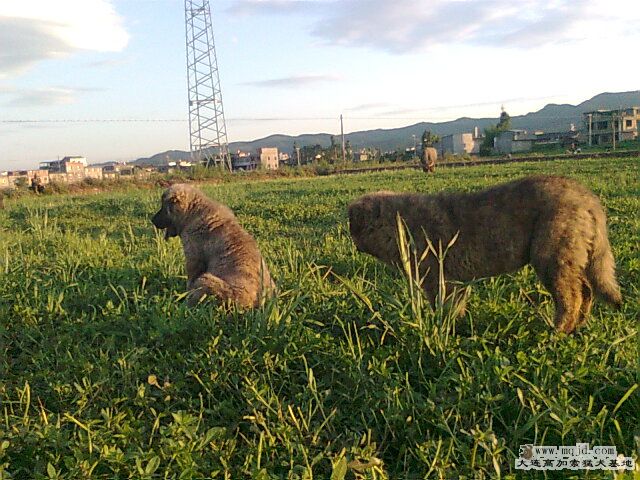 Ƭ0349.jpg