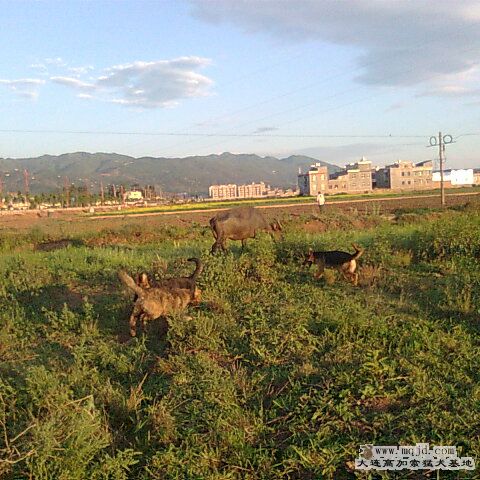 Ƭ0332_001.jpg