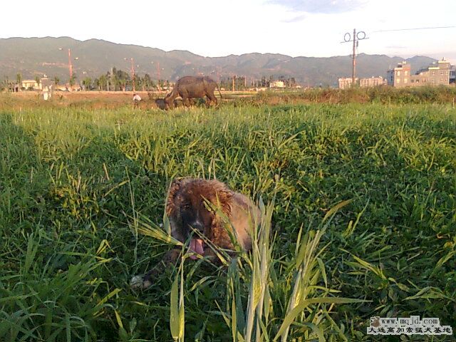 Ƭ0361.jpg