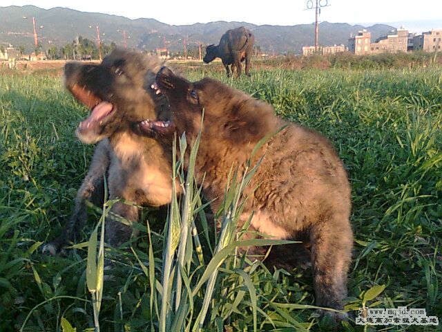 Ƭ0357.jpg