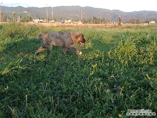 Ƭ0353.jpg