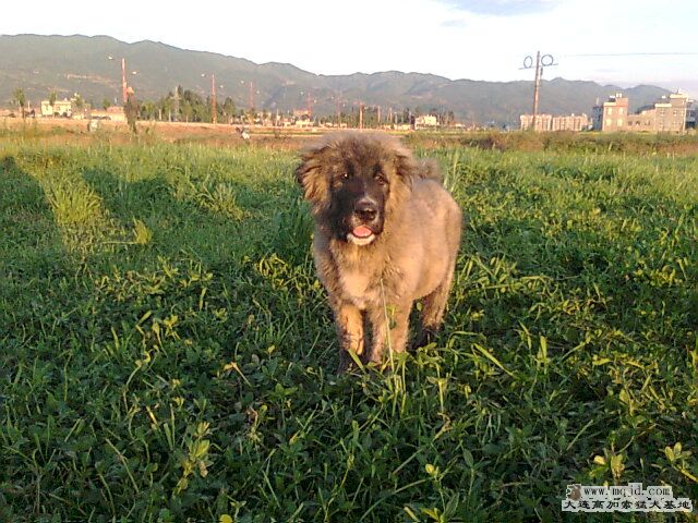 Ƭ0354.jpg