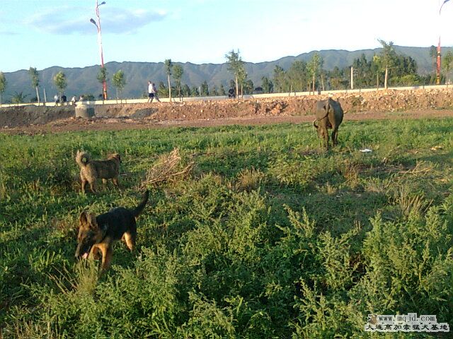 Ƭ0329.jpg