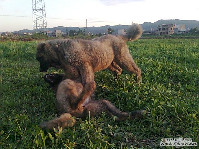 Ƭ0369.jpg