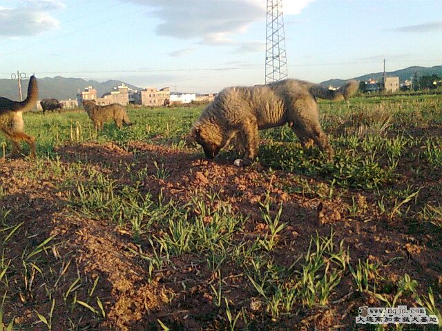 Ƭ0346.jpg