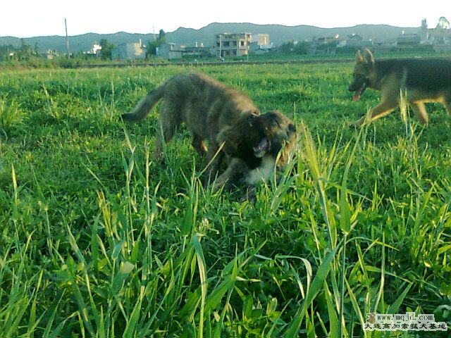 Ƭ0364.jpg