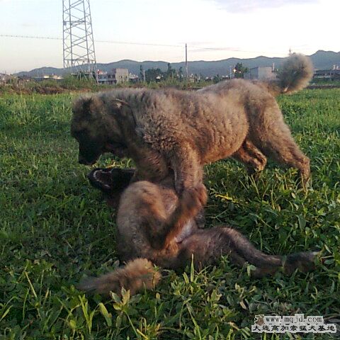 Ƭ0369_001.jpg