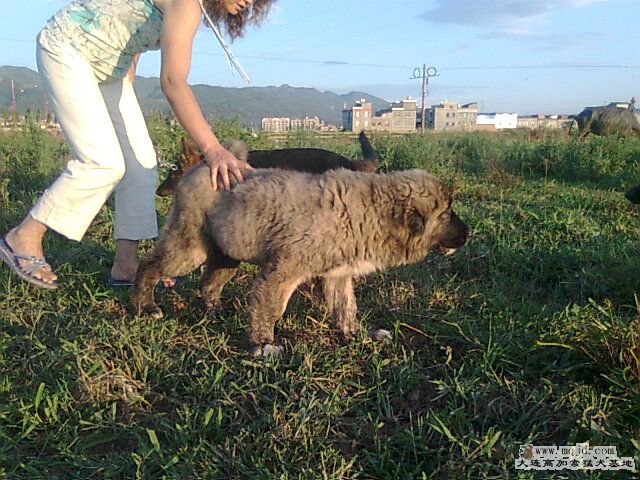 Ƭ0334.jpg